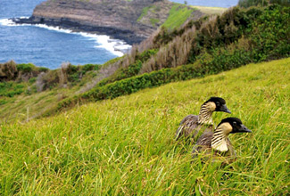 Hawaiian Goose