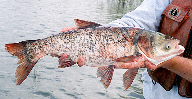 Great Lakes Asian carp. Photo credit: Wisconsin Department of Natural Resources