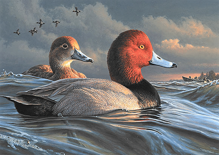 The winning 2022-2023 Federal Duck Stamp, featuring a pair of redheads floating in the water painted by Minnesota artist James Hautman.