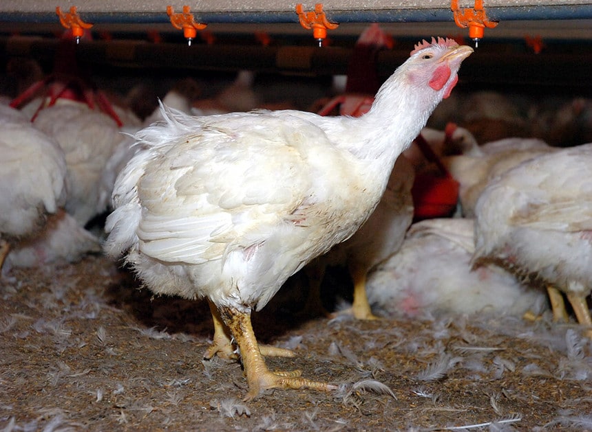 Organic farmers face fertilizer cost surge amid Ukraine conflict - Vimarsana News