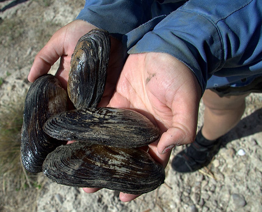 A person holding adult Texas hornshell mussels from the Black River in New Mexico.